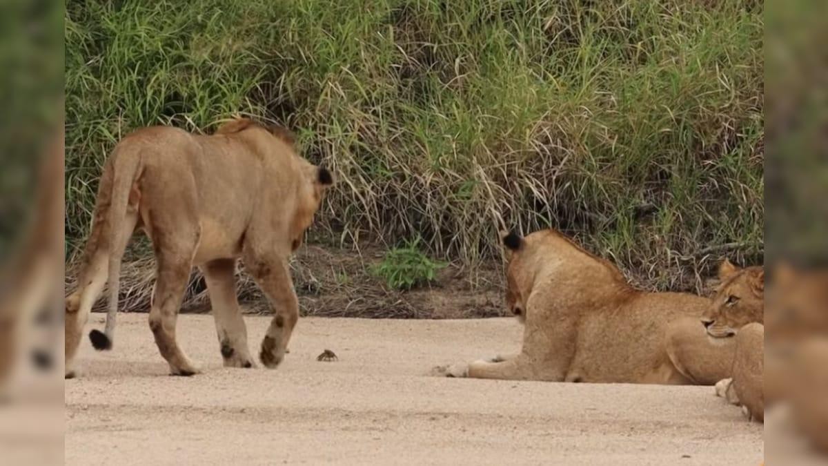 Mặc cho con cua ra vẻ ghê gớm, đàn sư tử vẫn chăm chú theo dõi động tĩnh của nó Mặc cho con cua ra vẻ ghê gớm, đàn sư tử vẫn chăm chú theo dõi động tĩnh của nó