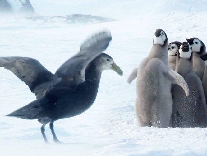 Một chim cánh cụt anh lớn dũng cảm dám đứng lên bảo vệ những người anh em trước sự đe dọa của con hải âu petrel khổng lồ.