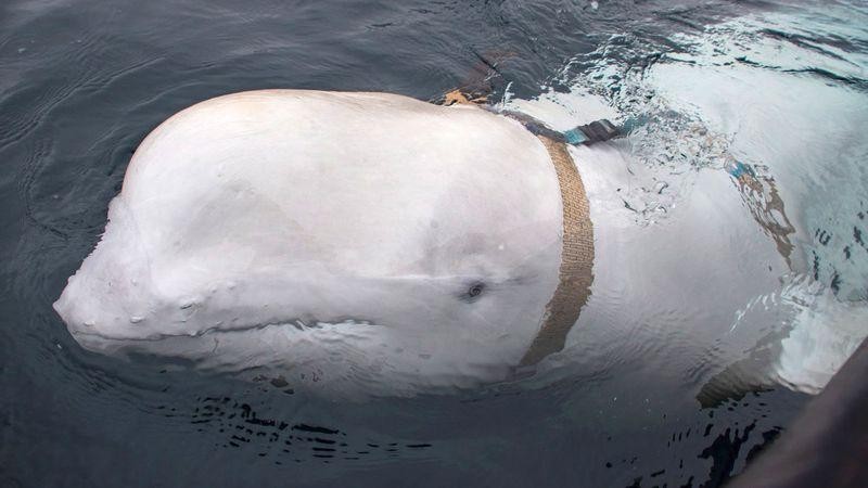 Con cá voi trắng có thân phận bí ẩn, quanh người đeo chiếc nịt có khác dòng chữ "Equipment St Petersburg".