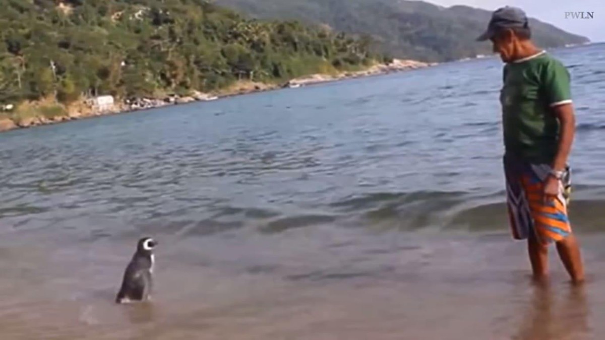 Mối nhân duyên kỳ lạ giữa ông lão và một con chim cánh cụt. Mối nhân duyên kỳ lạ giữa ông lão và một con chim cánh cụt.