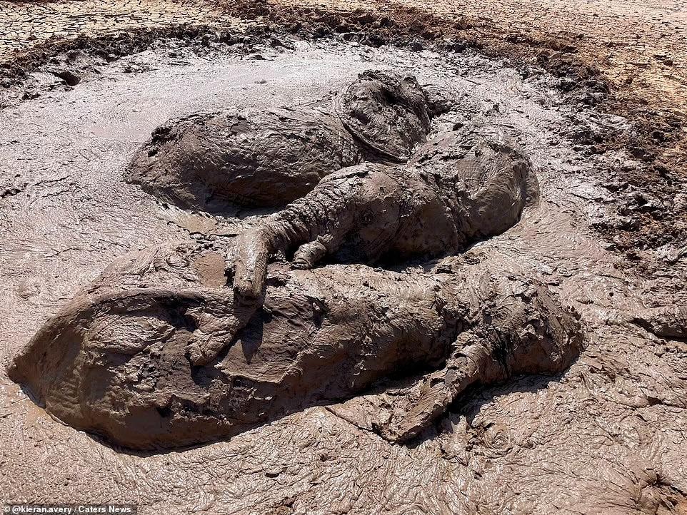 Đàn voi gồm voi mẹ và hai voi con bị kẹt trong vùng đầm lầy ở Khu bảo tồn động vật Isiolo County, Kenya.