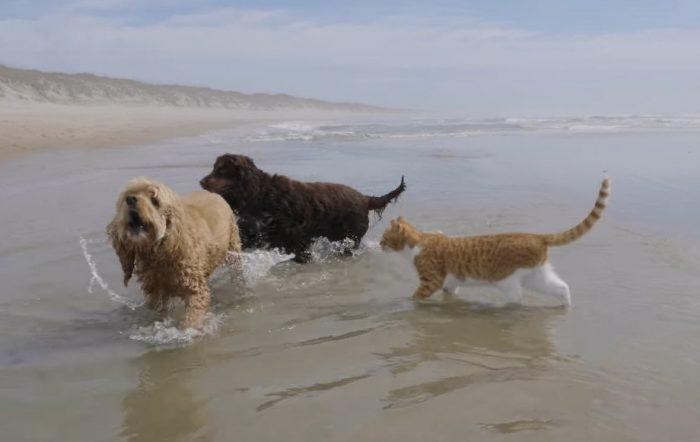 Dù đi ăn hay là đi biển, gia đình vẫn là trên hết.