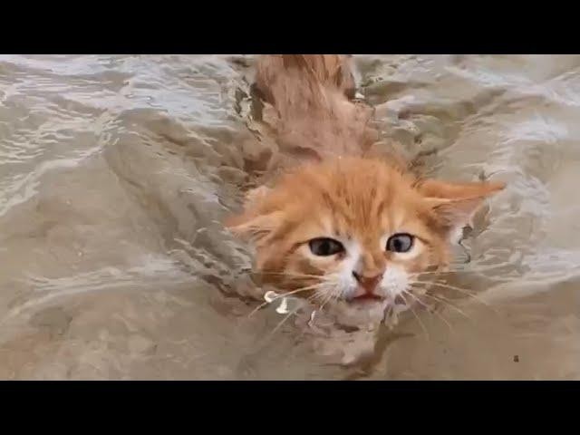 Marlin sinh ra mang hình hài của một con mèo nhưng lại mang tâm hồn của một chú chó nên đặc biệt thích bơi lội.