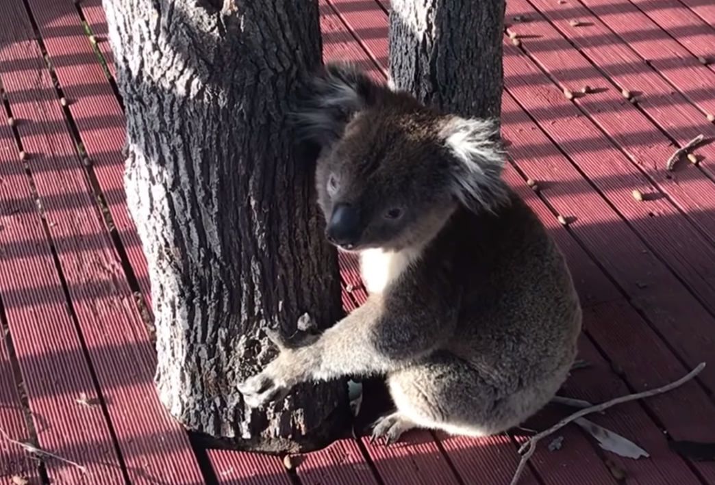 Vị khách trèo từ trên cây để đến thăm gia đình.