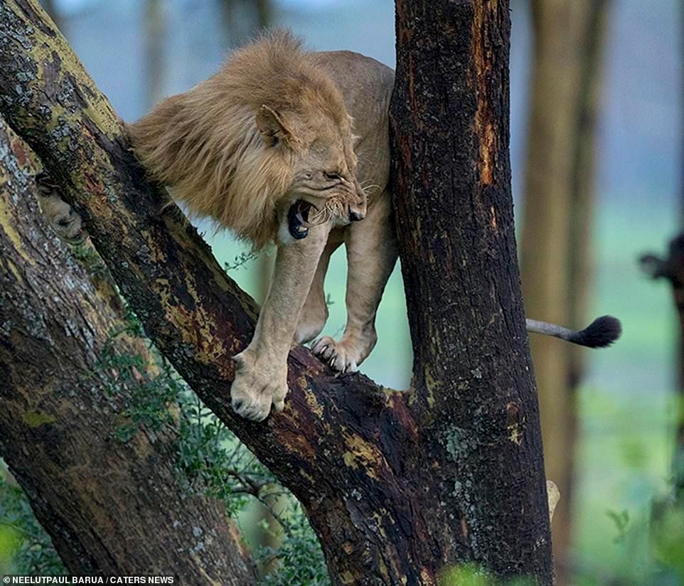 Chiêu thức "sư tử hống" oai danh thiên hạ đã cứu mạng con sư tử