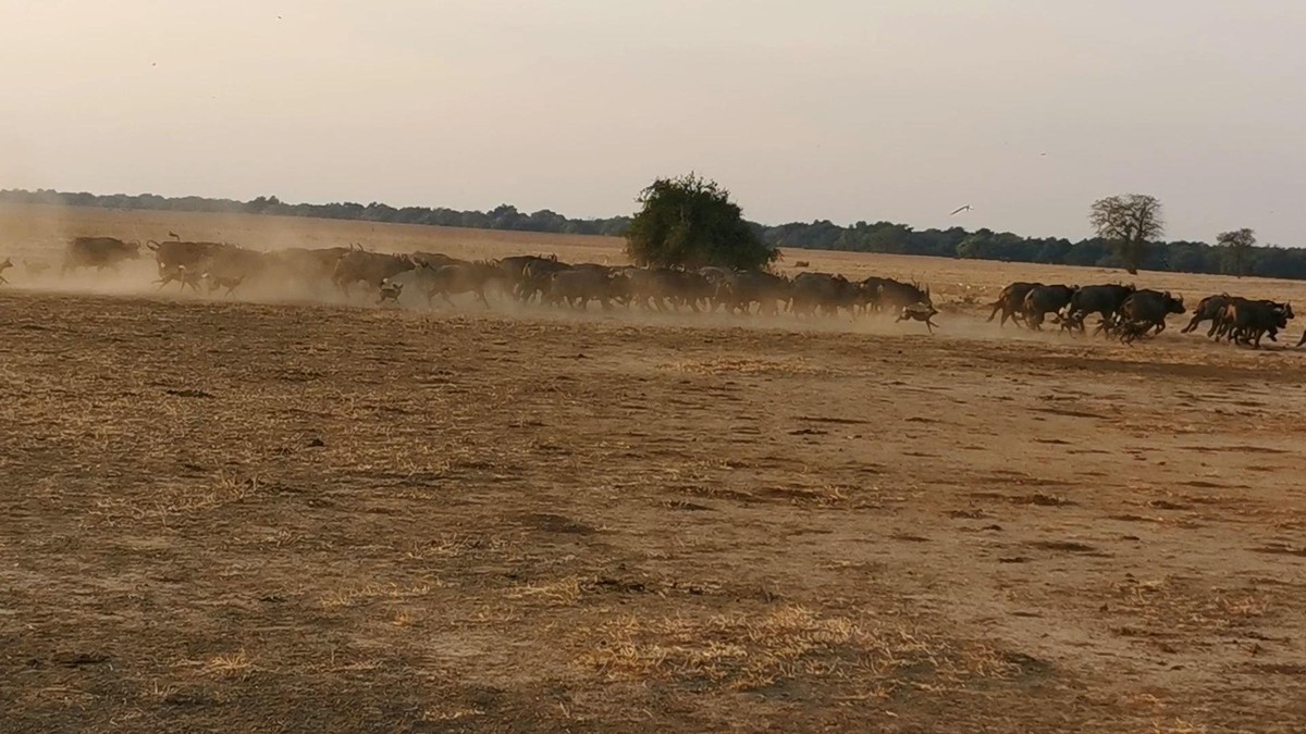 Cuộc săn đuổi giữa đàn chó hoang và bầy trâu rừng diễn ra vô cùng kịch tính.