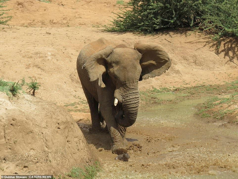 Tuy nhiên, không hiểu điều gì đã khiến nó tức giận, lao vào tấn công đứa nhỏ tội nghiệp.