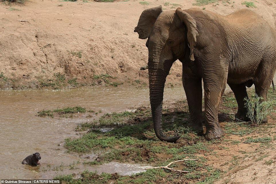 Đầu tiên con voi nhìn thấy chú hà mã đang chơi đùa.