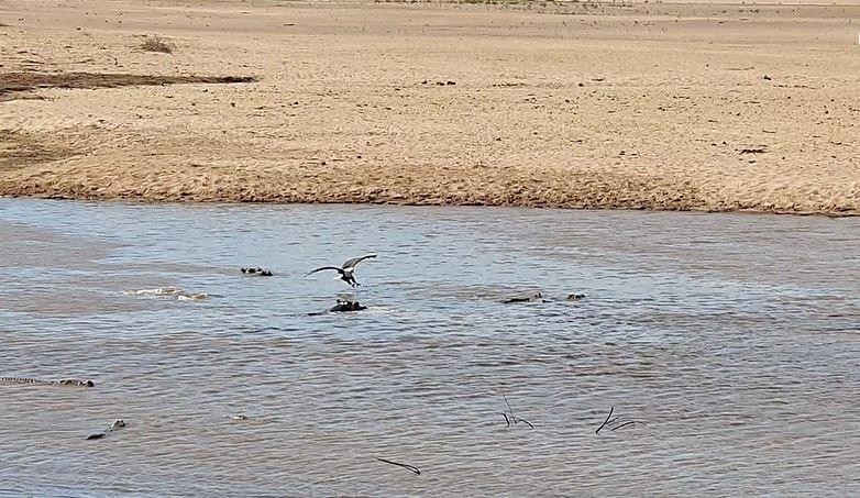 Mấy chú cá da trơn mải mê đứng hóng cuối cùng trở thành thức ăn cho đại bàng.