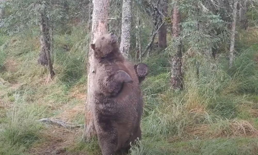 Bức ảnh chụp năm 2018 cho thấy gấu 747 đã rất to lớn.