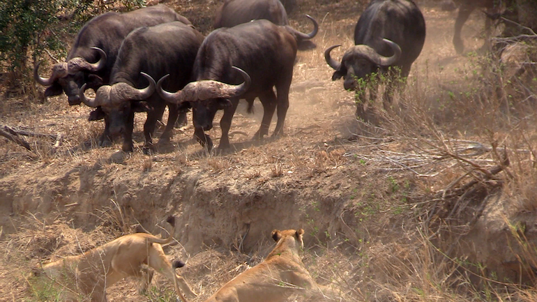Những con trâu lớn đan với nhau tạo thành lớp lá chắn bảo vệ kiên cường khiến bầy sư tử không dám liều mạng lao lên.