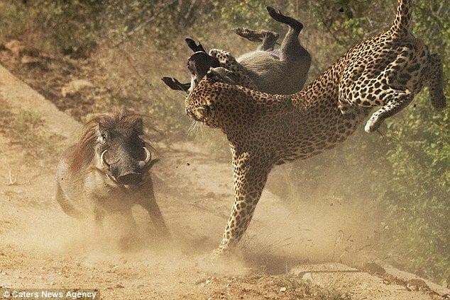 Nhưng khi đụng đến con của của lợn bướu thì lại là một câu chuyện khác.