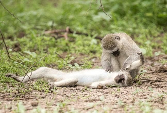 Kiểm tra vết thương cho người bạn.