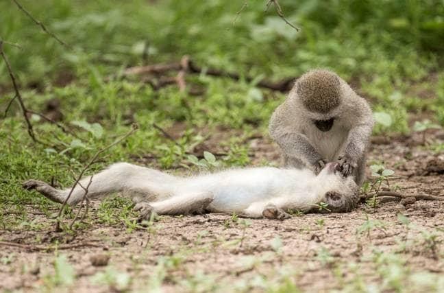 Chuẩn bị sơ cứu.