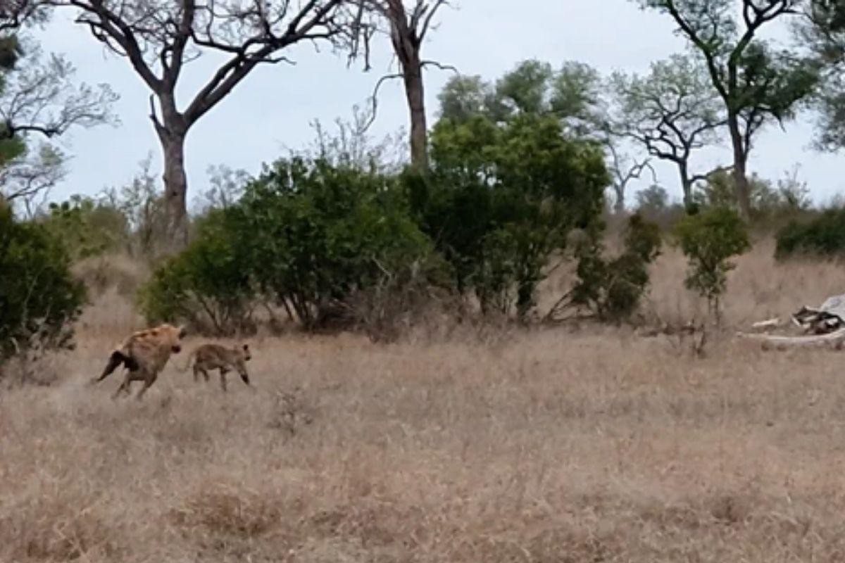 Chỗ trốn không còn an toàn thì 36 kế, chuồn là thượng sách.