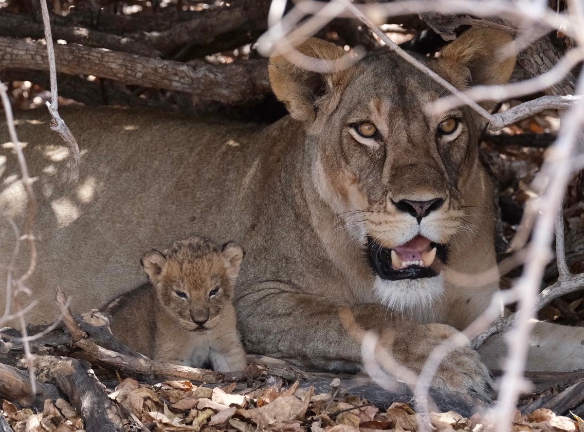 Chỗ trú của gia đình nhà sư tử.