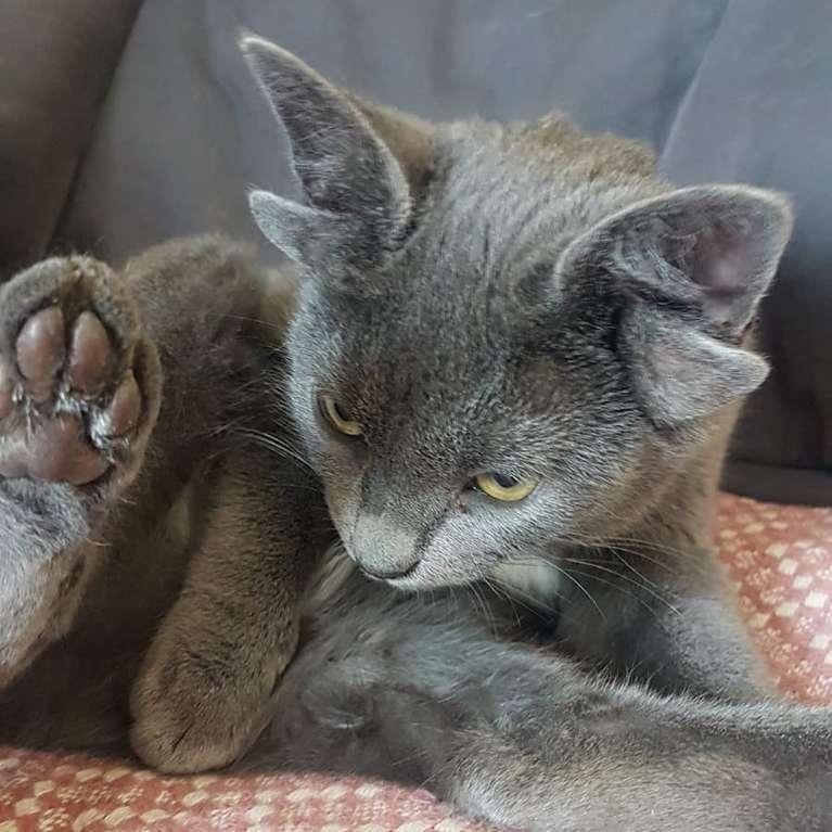 Nhưng cũng không thể khiến chú mèo này bớt xinh đi được.