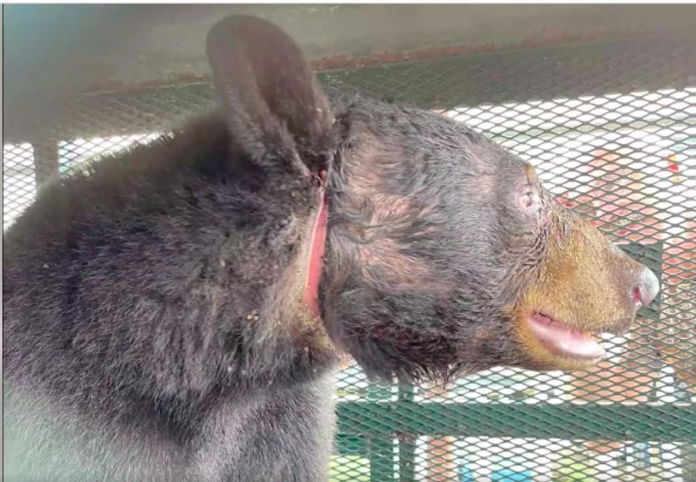 Vết hằn trên cổ con gấu đen.