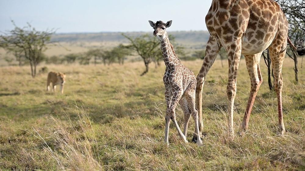 Con sư tử theo sát hai mẹ con hươu cao cổ suốt quãng đường hơn 6 km.