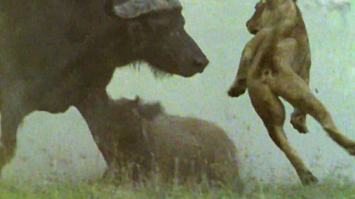 Mặc dù phải đối đầu với một kẻ thù cực kỳ đáng sợ, nhưng bằng tình mẫu tử, trâu mẹ vẫn quyết một trận sống mãi với sư tử để cứu đứa con của mình.