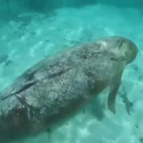 Với chi chít vết sẹo có thể nhìn thấy trên thân.