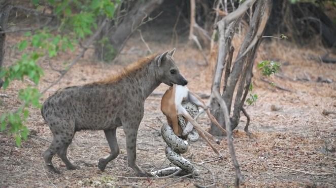 Con linh cẩu quyết định gặm luôn cả hai con vật.