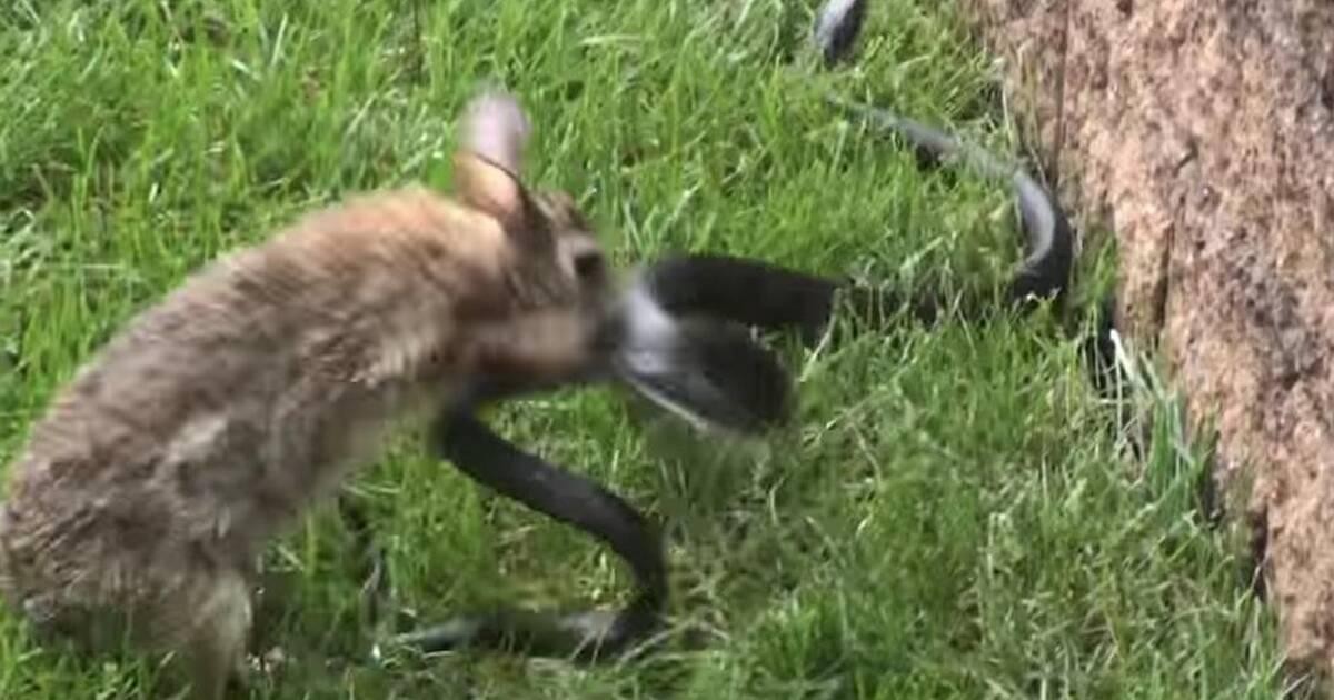 Đuổi cùng giết tận con rắn.