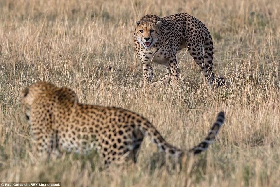 Hai con mãnh thú đối đầu với nhau.