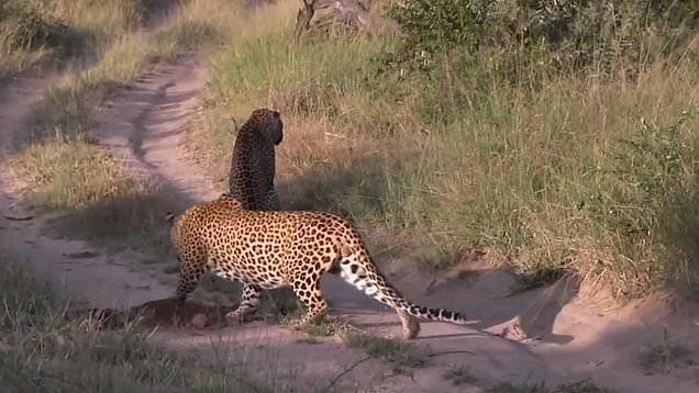 Báo hoa mai khéo léo luồn đến sau lưng kẻ xâm phạm lãnh thổ.