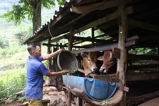 (Ảnh minh họa: Chu Hiệu/TTXVN).