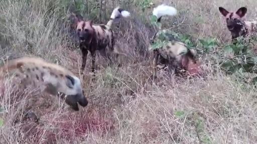 Nhưng con linh cẩu quyết tâm không bỏ cuộc.