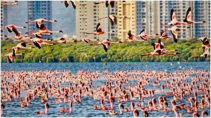 Khung cảnh tuyệt đẹp được tạo ra từ hồng hạc.