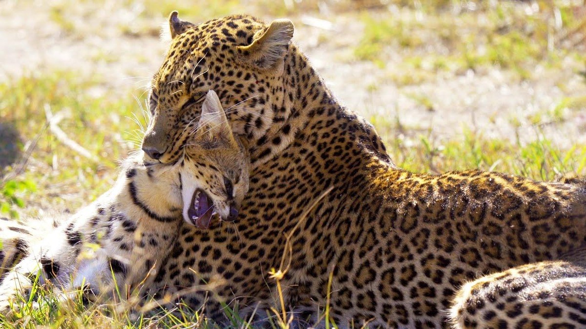 Con linh miêu đồng cỏ không có cơ hội phản kháng trong miệng của báo hoa mai.