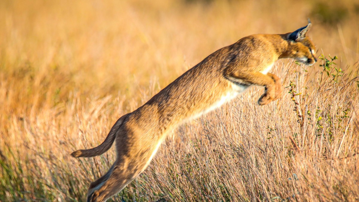 Pha bật nhảy tuyệt đẹp của mèo Caracal.