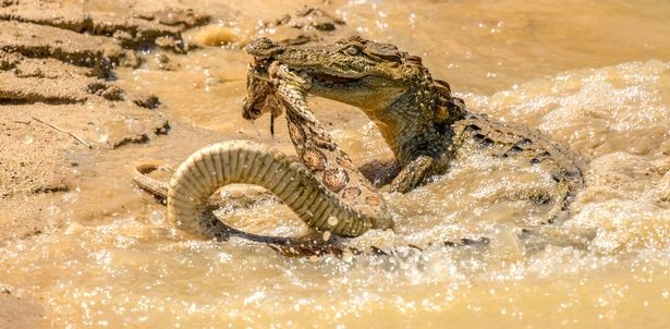Những màn quăng quật, ăn miếng trả miếng lẫn nhau của hai con bò sát cực kỳ hấp dẫn.