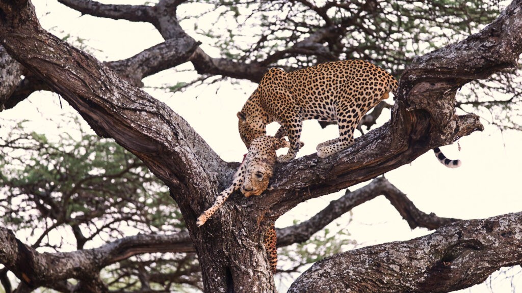 Con báo săn sau đó đã bị làm thịt.