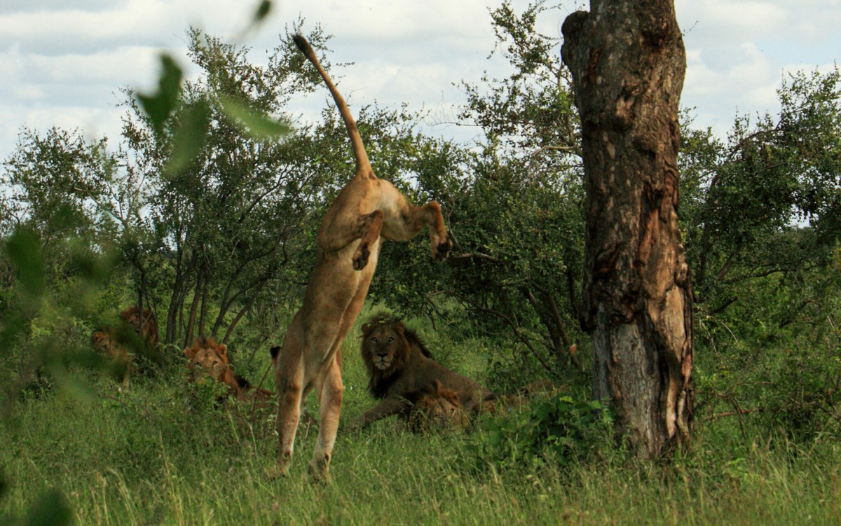 Do đó sư tử cái thường là loài săn mồi chính trong đàn.