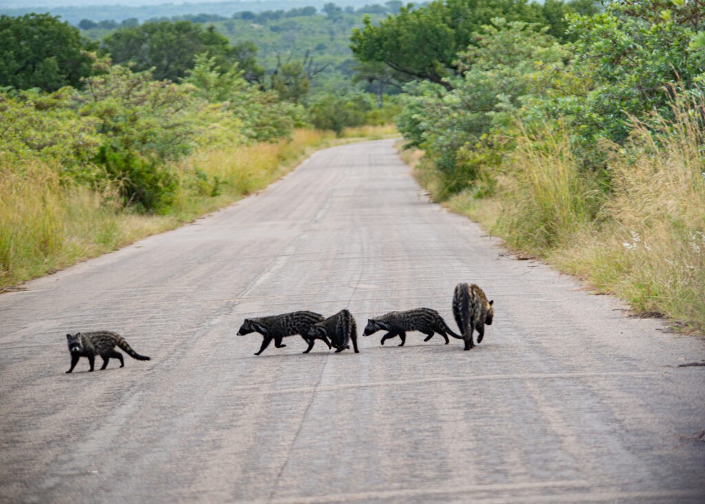 Thong dong giữa đại lộ.
