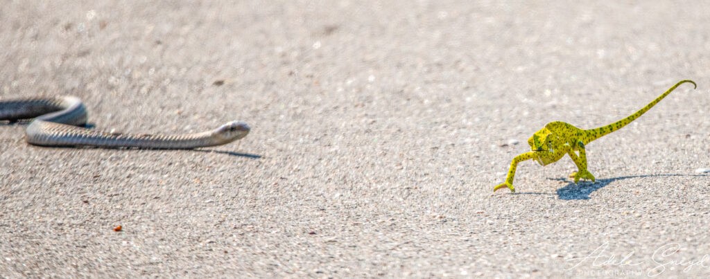 Con rắn Boomslang tiếp cận chú tắc kè đang bị mắc kẹt trên đường. Con rắn Boomslang tiếp cận chú tắc kè đang bị mắc kẹt trên đường.