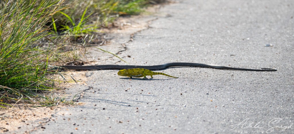 Con rắn bỏ vào trong bụi rậm khi thấy một chiếc xe chạy đến gần. Con rắn bỏ vào trong bụi rậm khi thấy một chiếc xe chạy đến gần.