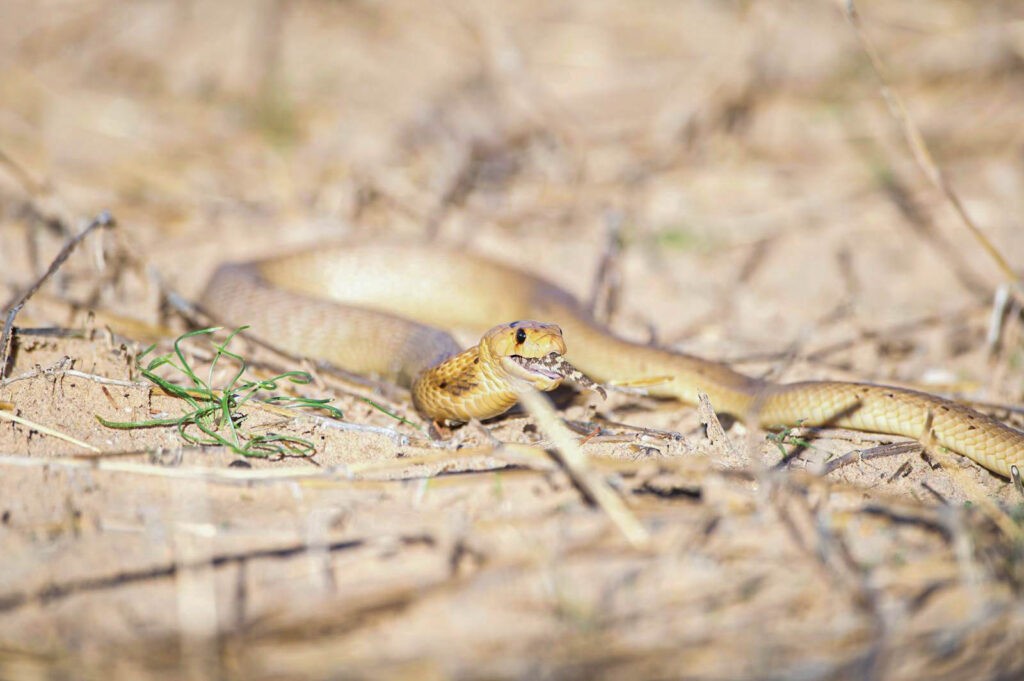 Con mồi bị rắn hổ mang nuốt chửng.