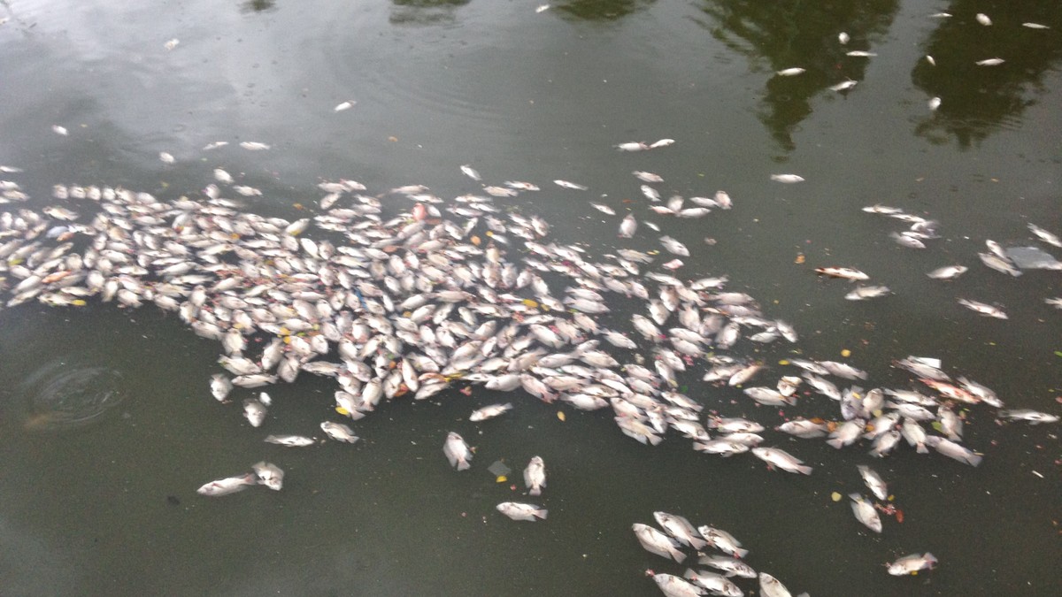 Lợi nhuận và chi phí xử lý môi trường: Đi tìm điểm cân bằng ảnh 1