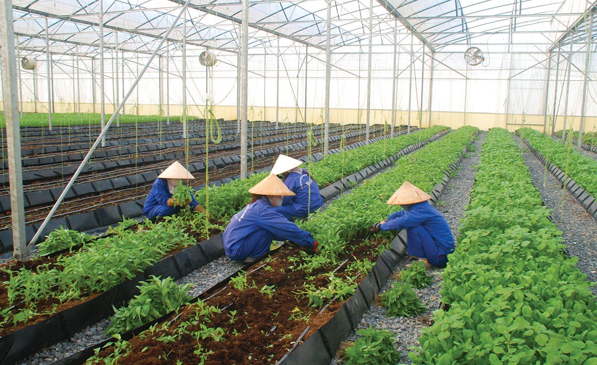 Ngân hàng “truyền lửa” cho nông nghiệp Việt Nam ảnh 2