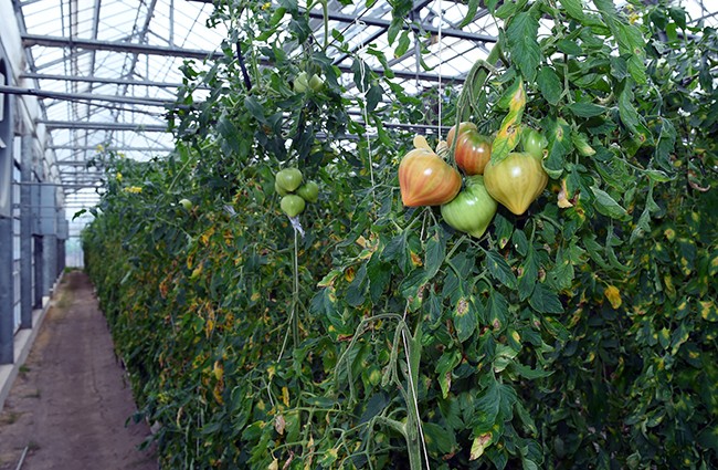 Tại đây, cà chua được tiêu thụ từ tháng 9 đến tháng 7 năm sau, dưa lưới từ tháng 6 đến tháng 8 hàng năm.