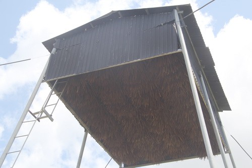 Lá thốt nốt treo trên chòi để dơi về làm tổ. Ảnh: Phước Tuấn