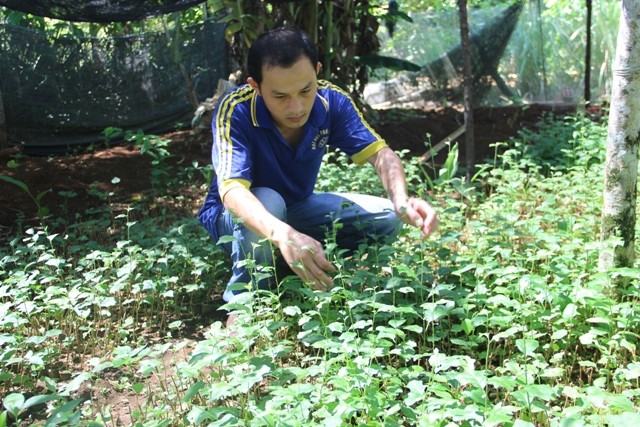 Cử nhân đại học về quê nuôi chồn, trồng tiêu, thu nhập trăm triệu ảnh 4