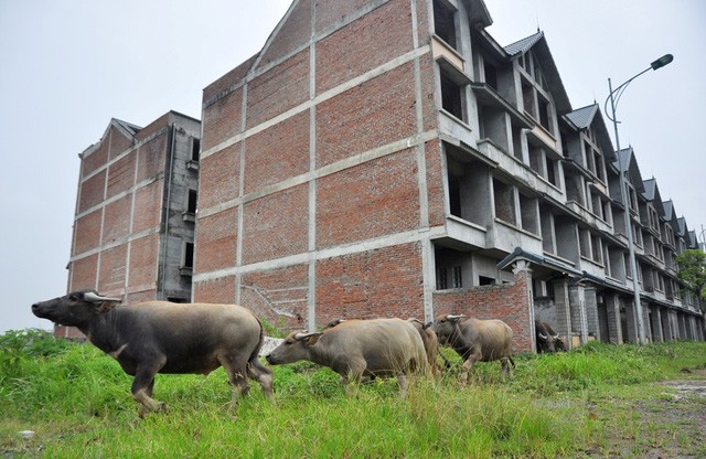 Kiếm trăm triệu nhờ nuôi trâu, thả bò… trong khu biệt thự bỏ hoang Kim Chung - Di Trạch ảnh 5