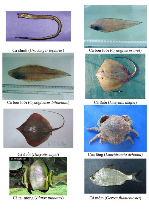 154-hai-san-tang-day-thuong-gap-o-bien-4-tinh-mien-trung-1