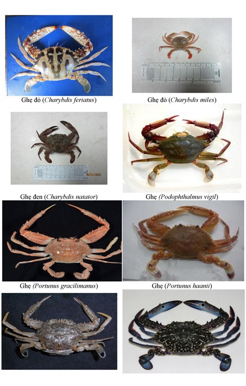 154-hai-san-tang-day-thuong-gap-o-bien-4-tinh-mien-trung-1