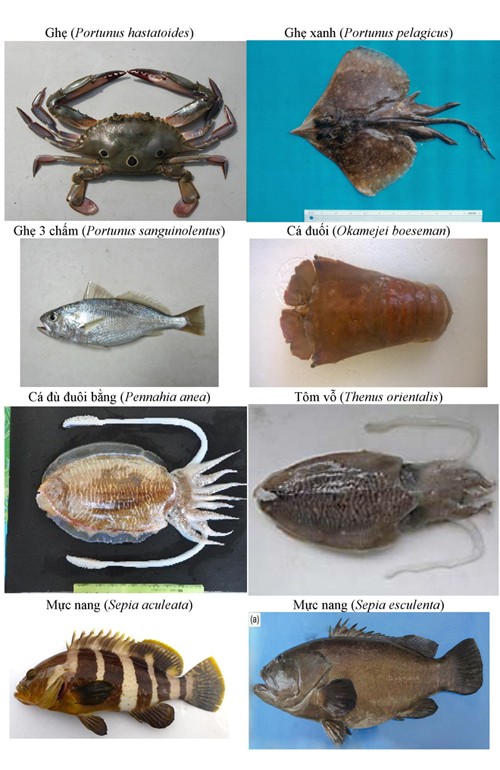 154-hai-san-tang-day-thuong-gap-o-bien-4-tinh-mien-trung-2